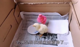 小鸡视频,趣味横生的萌宠日常