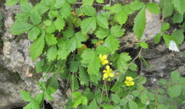 草草草视频,揭秘短视频背后的创作魅力